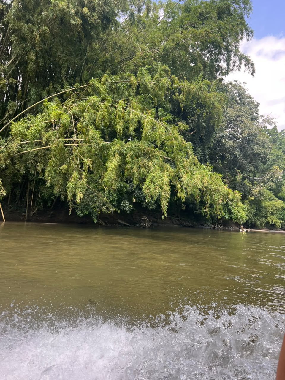 Forests, Rivers and Oceans
